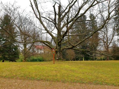 Fagus sylvatica buk lesní – památný strom